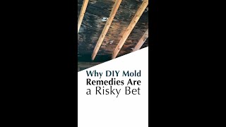 Why DIY Mold Remedies Are a Risky Bet