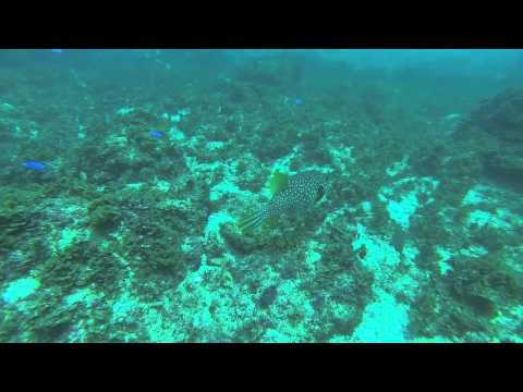 ByronIntroDive