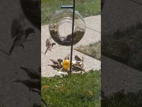feeding frenzy