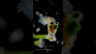 Tardigrade: The Indestructible Micro-Monster! #AnimalFacts #Tardigrade #MicroAnimals #NatureMarvels