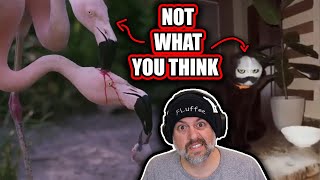 Weird Internet Videos.