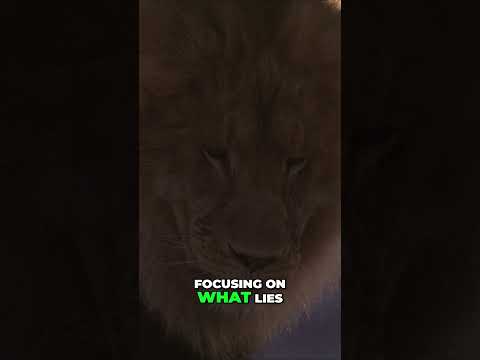 The Power of Stoicism Cultivating Resilience and Wisdom in a Chaotic World