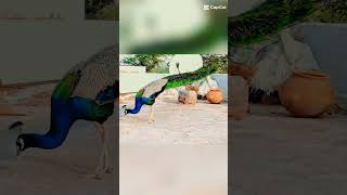 #peacock#blurfilter🔥#viral#ytshort