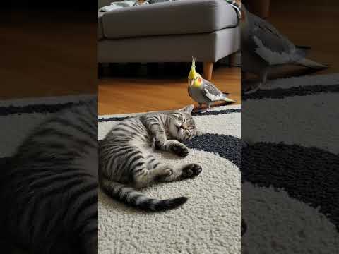 When You Fall Asleep and Your Friend Starts Plotting… 👀🐦🐱#cat #trap #funnycat #funnyanimals #kitten