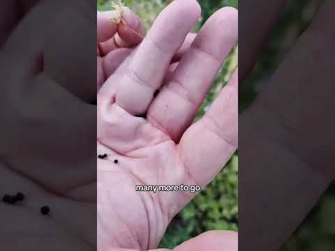 Wildflowers #garden #gardening #gardenflowers #wildflowers #gardenplants #seedsaving #flowers