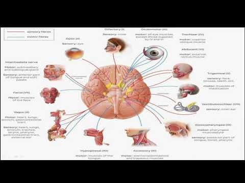 Part 1 - Cranial Nerves Nuclei and Its Functional Components