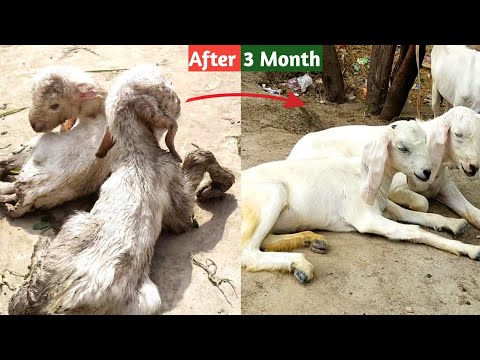 Goat from birth to adult 1 day to 75 day goat growth video