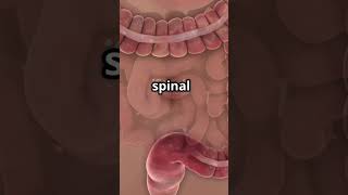 You Have a Second Brain?! 😱 | Hidden Human Fact #Shorts