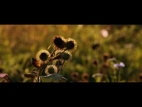 Canon EOS 5D Mk3  |  12 Bit RAW Video