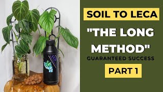 THE LONG METHOD: SUCCESSFULLY Move Plants to Leca Pt 1
