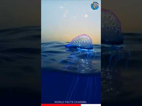 DID YOU HEARD ABOUT BLUE SEA GRAGON? #facts #shorts