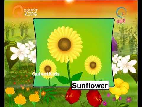 Learn English Flower Names With Pictures | Characteristics Of Different Flowers | Educatio