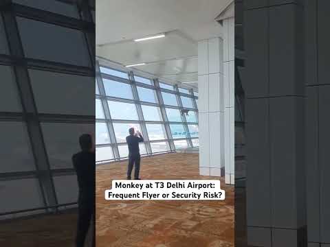 Monkey at T3 Delhi Airport: Frequent Flyer or Security Risk?