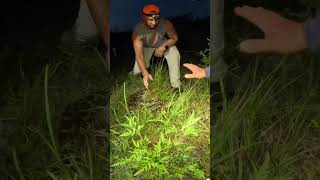 Python Hunting in the Everglades