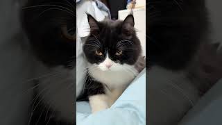 Daripada kucing ga punya hp plonga plongo #kucingimut #kucinglucu #fypシ゚viral #cat #gemes #gemoy