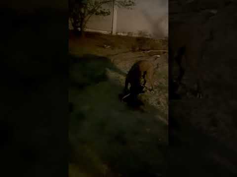 Sunny almost ate a scarf #boxerdog #notverybright