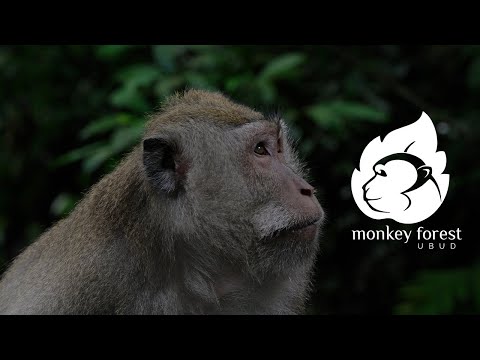Ubud Monkey Forest Bali