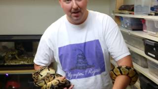 Ball python morphs episode #8 pastel