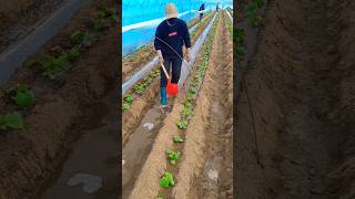 #shorts #agriculture #satisfying #agritools #farming2024 #youtubeshorts #agrisights #2036