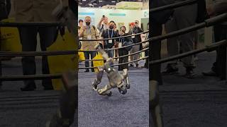 don't sleep on robotics tech | CES 2026 Las Vegas Unitree