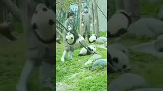 🐼My hobby is climbing| Panda cute - Pandagram