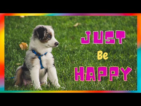 Cute Dog Videos For Happy, Cheerful Mood For Relaxing And Cheerful Mood | Just Breathe And Relax
