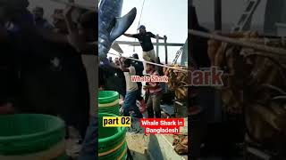 video of new whale fish came from manora | fishing in karachi