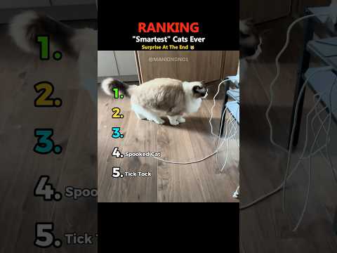 RANKING Smartest Cats Ever #funny