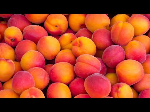Rambling about peach crush for like 7 minutes