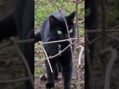 Obsidian Cat of Gentle Curiosity (+3 Curiosity for Watching)