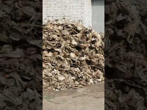 Millions waste Animals Bones Crushing process