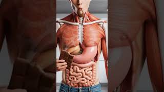 What Happens When You Eat Chocolate 🍫 | Digestive System AI Animation