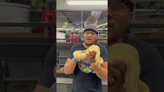 Grif the Albino Ball Python