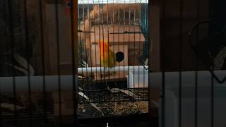 Burung Lovebird #lovebirdmania #lovebirds