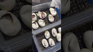 Ball python clutch 7&8 cut!  #ballpython #ballpythons #ballpythonhatchling #ballpythonsofinstagram