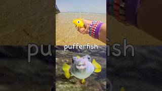Kids Learn | Sea Animal Names at the Lagoon: Pufferfish Stingray Lobster Japanese Spider Crab