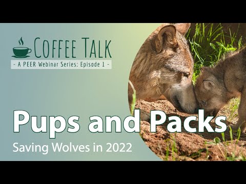 Pups and Packs: Saving Wolves in 2022