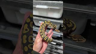 Had to move slowly so he doesn’t try to bite me! 😱- #snakes #snakebite #ballpythons