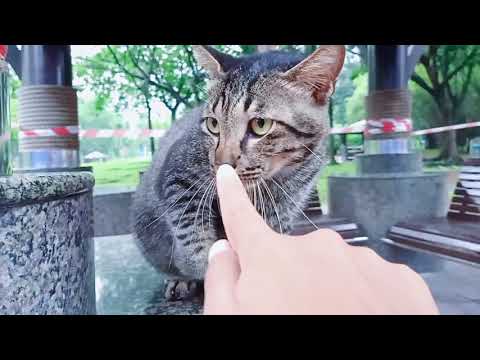 Cat just needs some human touch