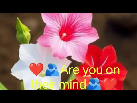 Are you on their mind#healing#tarot#tarotclass#tarotdecks#husband#humor#soulmate#lover#lovereading 