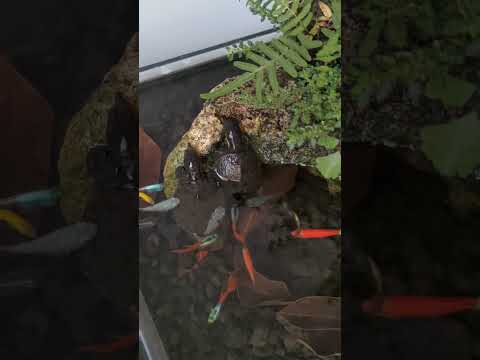 softshell turtle eating food #turtle
