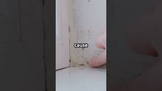 🚨 Flooding & Hurricane Mold WARNING: How to Spot Toxic Black Mold in Your Home! 🏠⚠️ #toxicmold