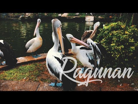 Weekend Gateway - Kebun binatang ragunan jakarta cinematic video