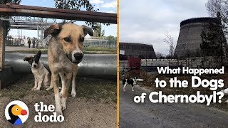What Happened to the Dogs of Chernobyl? | The Dodo