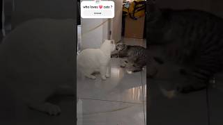Cats 🐈 fight gone viral on Internet #shorts #cat #viral #smpaws #viralvideos