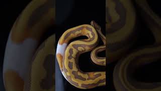 Ultramel pied ball python #ballpython #royalpython #snakes #pets #reptiles #beauty #animals #colour