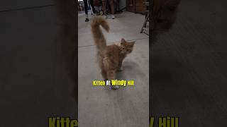 Red Cat Personality: Myth or Reality? 🧐