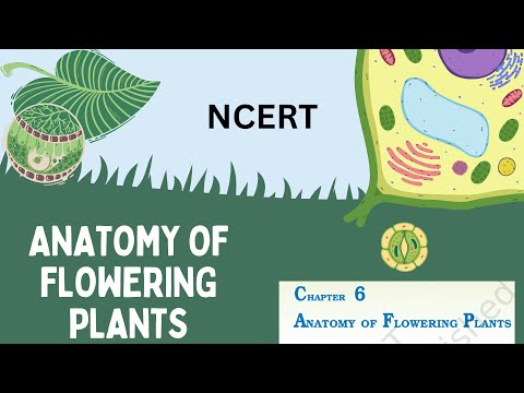 🌿📖 Anatomy of Flowering Plants | NCERT Class 11 Biology | 🌱🔬PART-3