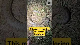 Check out what this guy found in the Florida Everglades #shorts #python#didyouknow