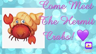  Come Meet the Hermies! 🦀(And Their Tank lol)October 28, 2025
